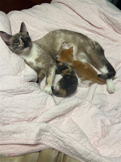 Look at this precious little family.... | Candy's Cats Inc