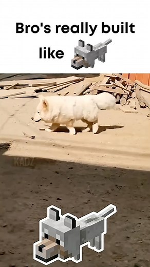 Kadz on Instagram: "Minecraft dog IRL"