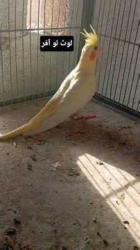 Lutino Cockatiels At Cheapest Price #lutinocockatiel #globalbirdslovers #birdsmarket #youtubeshort
