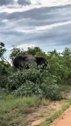 Massive Bull Elephant Smashes Tree with Pure Power 🐘🌳 | Incredible Wildlife Moment