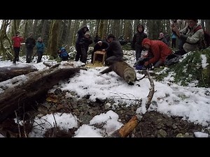 Fisher release in slow motion at Cispus Learning Center