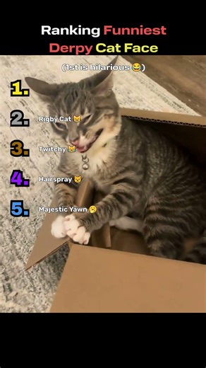 Ranking Funniest Derpy Cat Face 👅🏆 #animalranking #cat #catvideos #funnycat #cute #funny