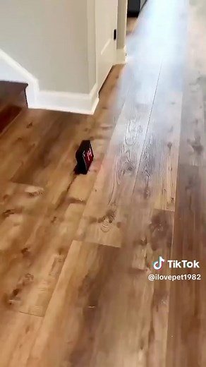 Creating a Cat Gym for My Overweight Feline Friend