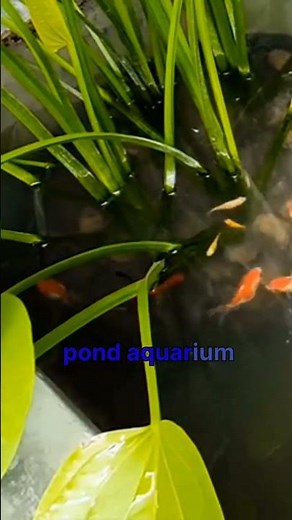 Why Every Backyard Needs a Stunning Goldfish Pond