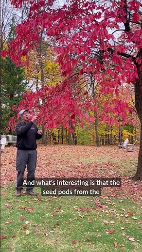 Oxydendrum arboreum (Sorrel tree) Nov 2025
