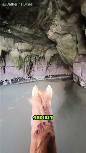 This horse knows the way home, it can't possibly get lost