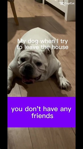 Sad bulldog Tilly #englishbulldogsoftiktok #bulldog #dogsoftiktok #englishbulldog #dog