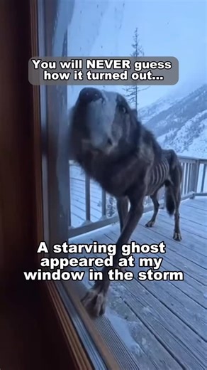 @hauntedanimal | Truly majestic creatures! #wolf #wolfrescue #wildwolf #wildlife #animalrescue | Instagram