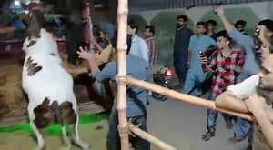 UNLOADING 😍 Masha'ALLAH <3 #2k20 ALLAH Pak Qurbani Qabool Farmaye, Ameen <3 | Bakra Eid Karachi