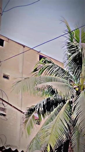 Exploring the Unique Personalities of Creators