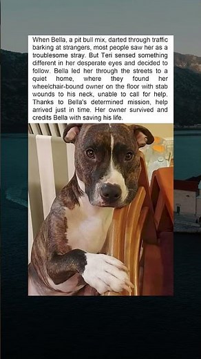 "Bella the Hero Dog: How She Saved Her Owner’s Life"