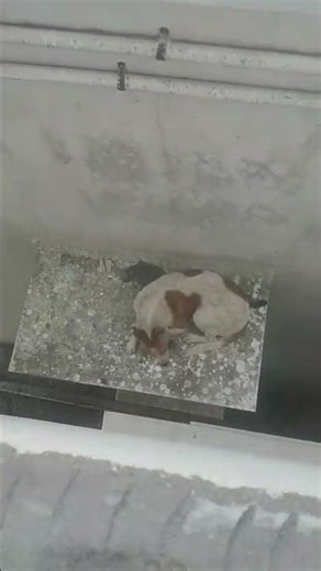 funny 🤣 incident while doing work #tilesworks #trending #construction