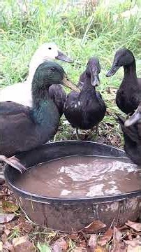 Cayuga & 2 Runner Ducks (3) 09-03-26 #duck #cayuga