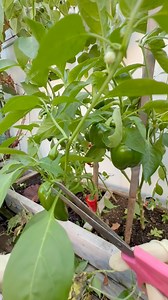 Pruning peppers helps them grow stronger, healthier, and produce bigger, tastier fruits! 🌿🫑✨ #PepperPlants #GardeningTips #HealthyGrowth #UrbanGarden #GreenThumb | Che Thompson