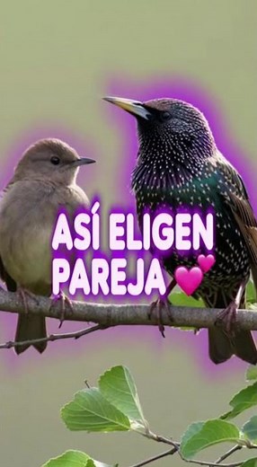 Sabías que las aves ven colores que los humanos no