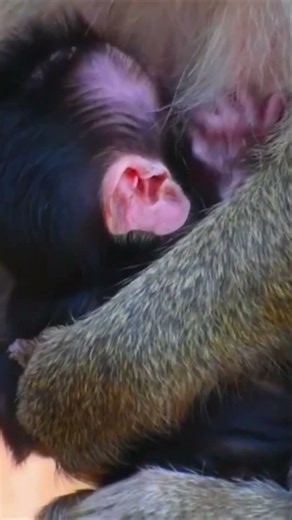 Lovely tiny baby crawling with chin resting low – Wildlife worldwide earth