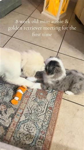 8 week old mini Aussie & golden retriever meeting