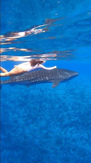SWIM WITH WHALE SHARKS #maldivestravelguide #maldivesresorts #maldivesislands