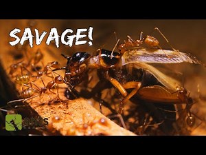 Weaver Ants Drag a Cricket into their Nest (feat. Animalogic)