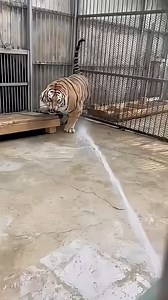 How Zookeepers Make Bath Time Fun for Tigers 🐯 | Interesting Things