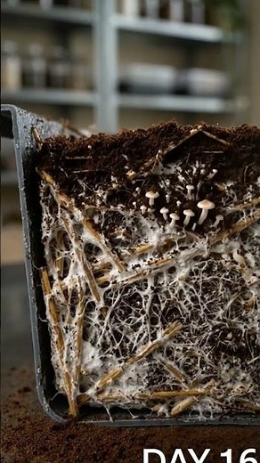 The Secret Life of Mushrooms: From Spores to Bloom
