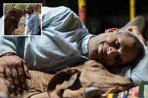 Meet the cow-obsessed Indian man who abandoned his family to spend his time drinking cow urine, eating cow dung and even letting the beasts sleep in his bed