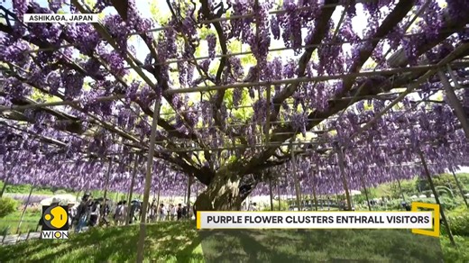 3.4K views · 37 reactions | Wisteria trees in full bloom in Japan Thousands of people are visiting the Ashikaga Flower Park to take a look at 350 wisteria trees, with some trees being over 100 years old Take a look! Jyotsna Kumar brings you this report | WION | Facebook