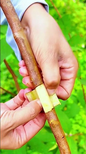 Turn One Peach Branch Into a New Tree (Air Layering)”