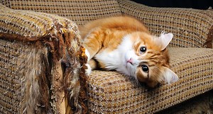Here's why declawing your cat is terrible for them. | Insider Tech