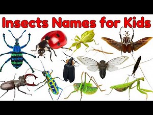 20 Insects for Kids | Learn Insect Names with Fun Facts!