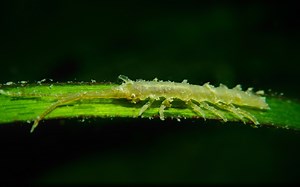 Idotea linearis狭长盖鳃水虱