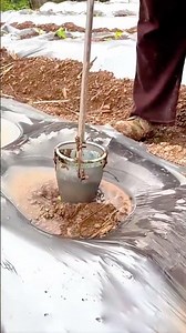 Planting young seedlings into mulched soil using manual plug planter