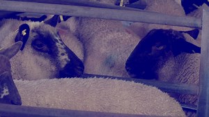 1.2K views | Following the closure of Station Road Mart in Cootehill, we spoke to members of the locality about the impact the mart's absence will have  Read more: https://bit.ly/3ixpWkC | Agriland.ie | Facebook