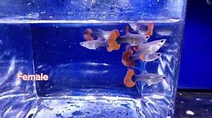 Happy Sunday, guppy lovers! Definitely one of our favorite strains: Half Black Red Rose (Cauli / Halfmoon tail) ❤️ You know what to do 📩😉 | MR Guppy