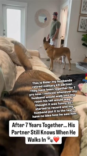 After 7 Years Together… His Partner Still Knows When He Walks In 🐾❤️