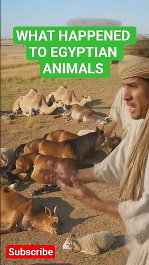 God Protects Israel's Livestock! | The Fifth Plague of Egypt | Moses vs Pharaoh | Exodus 9