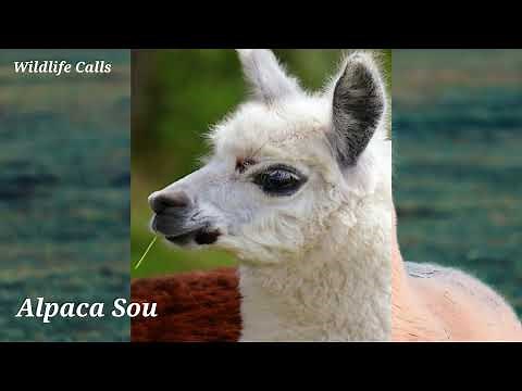 Alpaca Sounds / Lama Sounds