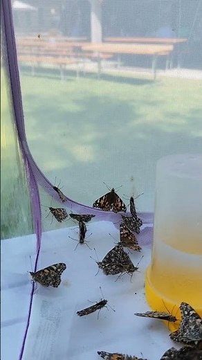 Distelfalter-Paarung: So legen sie Eier! 🦋🥚 #schmetterling #distelfalter