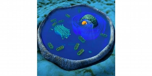 Cytoplasm Explained | Microscope Clarity