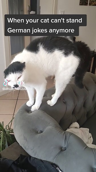 German Cat Domination: WW2 History and Funny Jokes