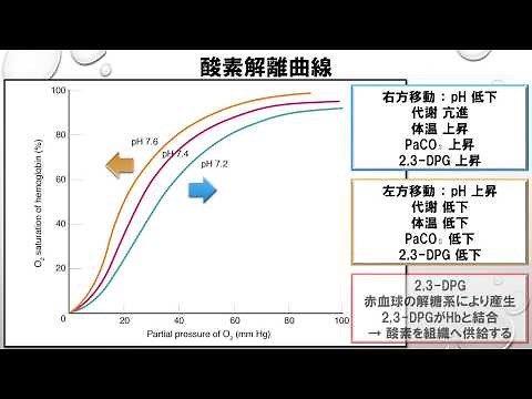 Knowledge about the Oxygen Dissociation Curve - No. 9: Preparation for the Joint Respiratory Ther...