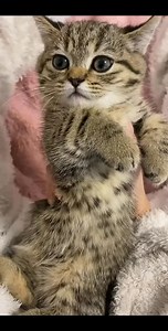 1.1M views · 10K reactions | Tyre gun repair just so easy Tyre gun kaise repair Karte Hain #tyre #mechanic #truck #shortvideo #repair @TheTireDoctor @Working  | Awfcats | Facebook