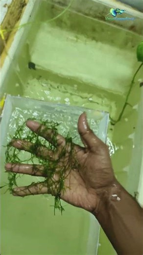 AFR Guppy Breeding Setup | Complete Guide for Beginners 🐠#guppy#shorts#trendingshorts#guppybreeding