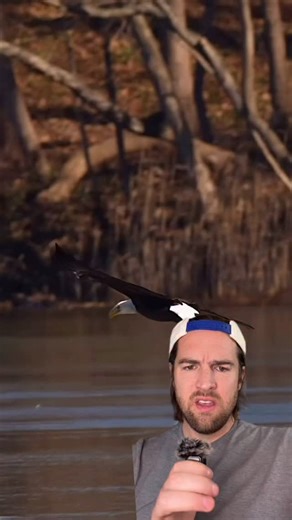 23K views · 954 reactions | Bald eagle saves goose from drowning #bird #eagle #usa #fyp #foryou | Scott Whitehead | Facebook