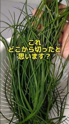 【水耕栽培】根元3cm残すだけ！室内で葉ねぎを無限栽培する方法 #水耕栽培 #家庭菜園 #葉ねぎ #無限栽培 #ねぎ