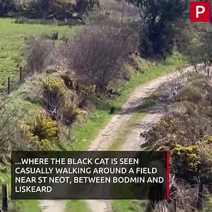 The 'creature' that fits the Beast of Bodmin Moor was caught on camera last week | Plymouth Live