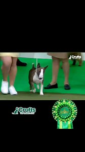 My Girl Beast on the Most Famous Green Carpet in the World - Crufts 2025 | Fitbull FCI Miniature Bull terrier kennel