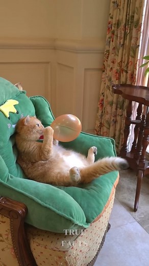 92K views · 28K reactions | unbelievable facts about cats | True Facts | Facebook