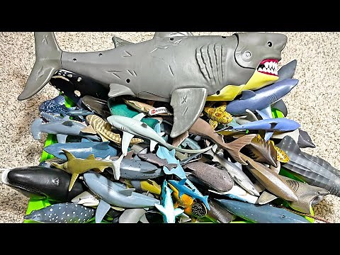 90 Sea Animals - Sharks, Whales, Dolphins, Beluga, Orca, Saw Fish, Vaquita, Hammerhead Shark