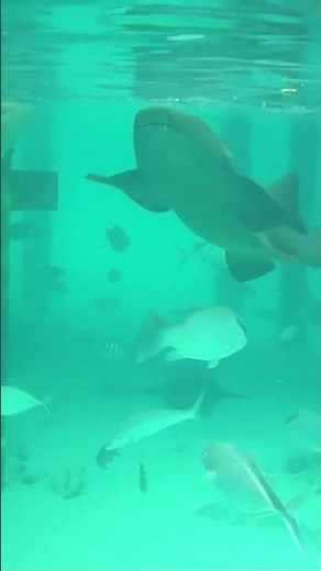 Friendly shark swims to the people